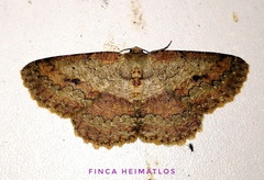 Sabulodes boarmidaria