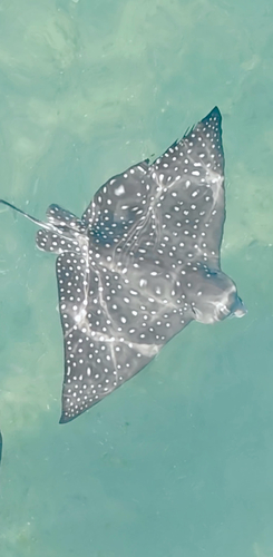 White-spotted Eagle Ray
