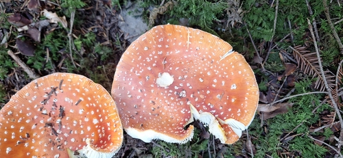 Fly Agaric
