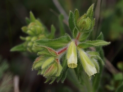 Onosma arenaria