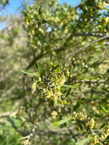 Melicytus dentatus