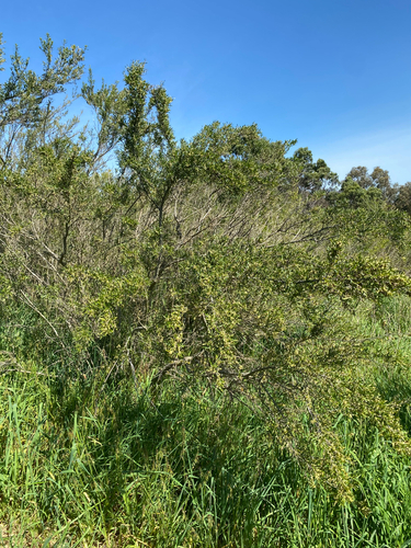 Melicytus dentatus, photograph 2