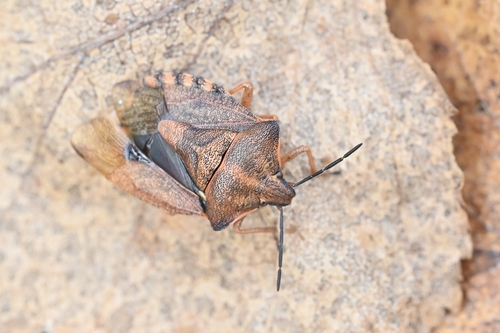 Black-shouldered Shieldbug