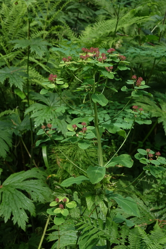 Euphorbia pilosa, photograph 1