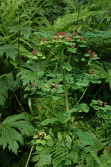Euphorbia pilosa
