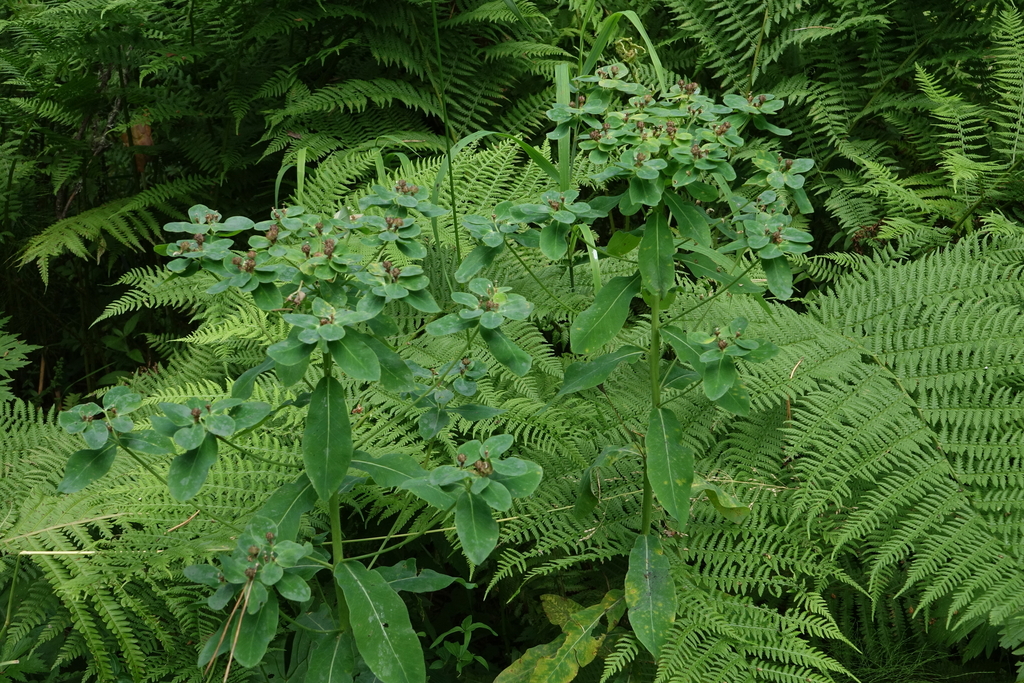 Euphorbia pilosa; photograph (c) Oleg Kosterin, some rights reserved (CC BY)