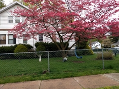 Cornus florida rubra