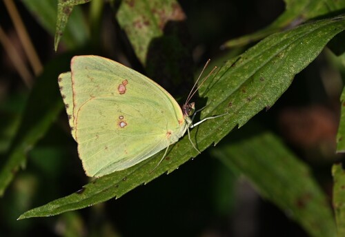 Cloudless Sulphur