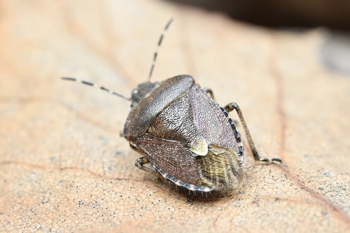 Sloe Bug