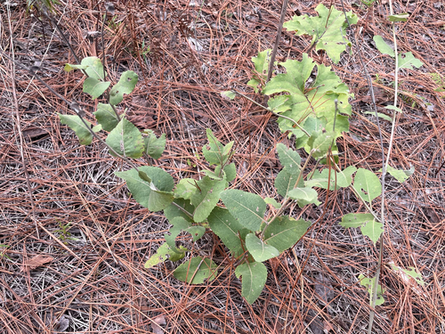 Berlandiera pumila observed 2026-09-19