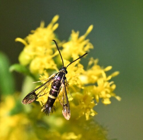 Dogwood Borer Moth