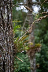 Epidendrum ramosum