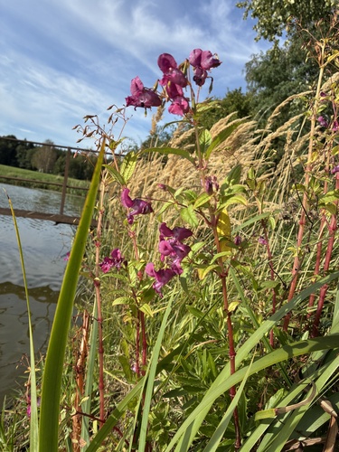 Himalayan balsam