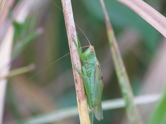 Orchelimum gladiator