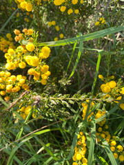 Acacia paradoxa, photograph (c) krumpianking, some rights reserved (CC BY)