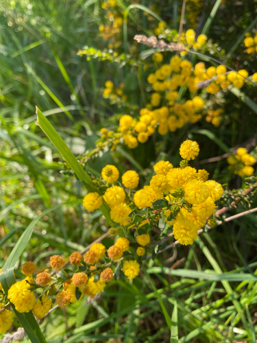 Acacia paradoxa, photograph 5