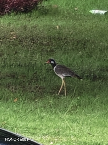 Red-wattled Lapwing