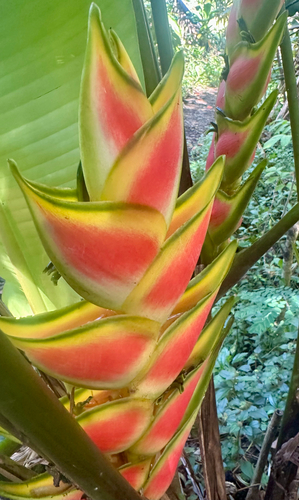 Heliconia wagneriana