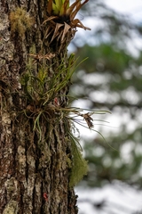 Tillandsia butzii