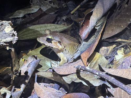 Limnonectes malesianus observed 2026-09-19