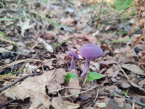 Amethyst Deceiver