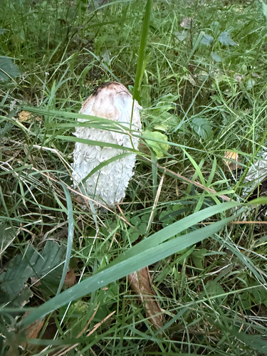 Shaggy Mane