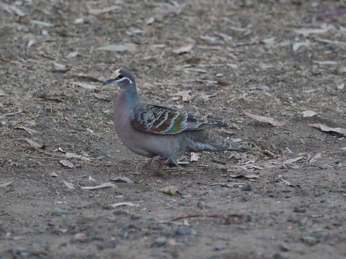 Common Bronzewing
