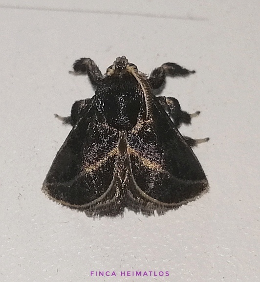 Epiperola vaferella
