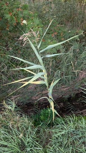 common reed