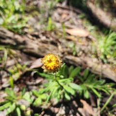 Coronidium scorpioides