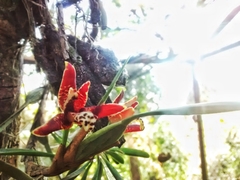 Maxillaria tenuifolia