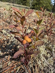 Geocaulon lividum, photograph (c) Matt Berger, some rights reserved (CC BY)