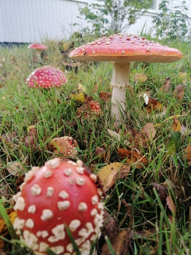 Fly Agaric