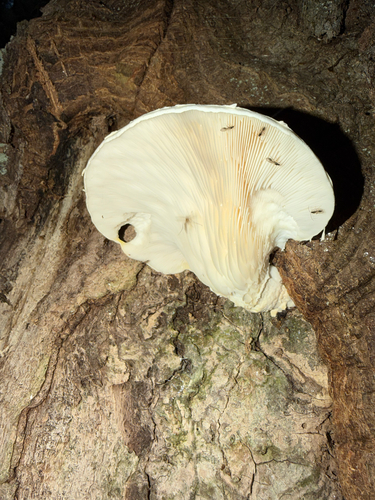 Veiled Oyster