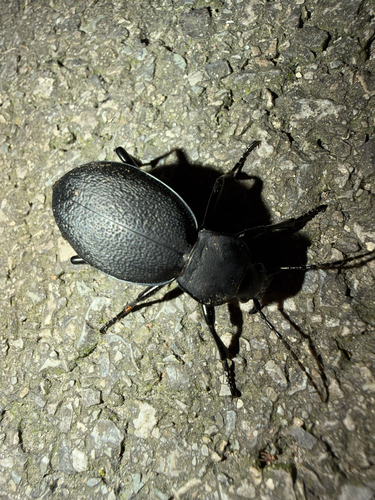 Leather Beetle