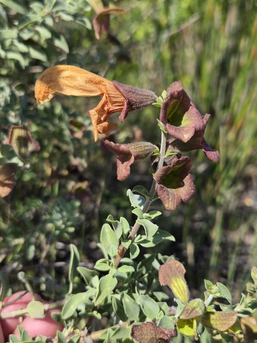 Salvia aurea, photograph 3