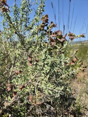 Salvia aurea, photograph (c) Martjie Fia Fourie, some rights reserved (CC BY)