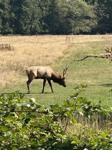 Wapiti