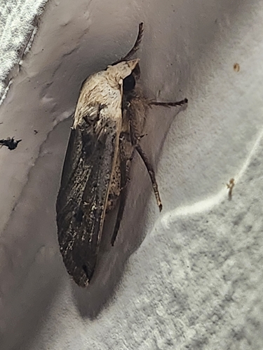 Large Yellow Underwing