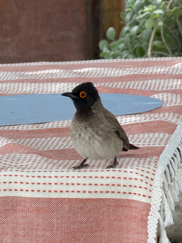 African Red-eyed Bulbul