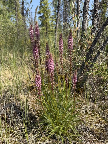 Pedicularis groenlandica, photograph 3