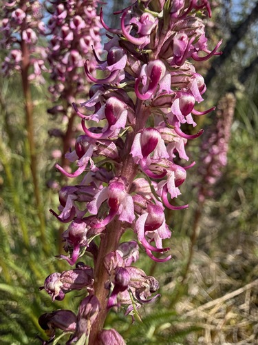 Pedicularis groenlandica, photograph 2