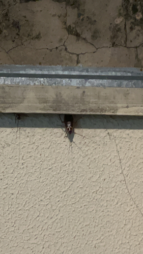 American Cockroach