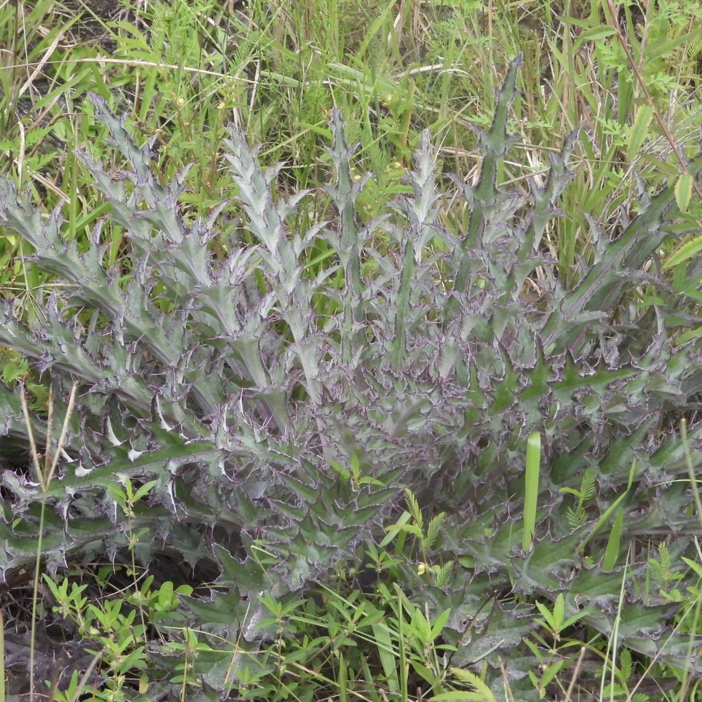 Cirsium horridulum; photograph (c) Laura Gaudette, some rights reserved (CC BY)