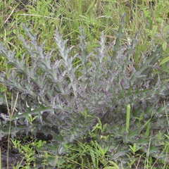 Cirsium horridulum