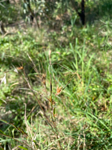Themeda triandra, photograph 3