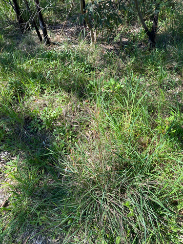 Themeda triandra, photograph 4