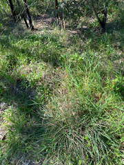 (c) krumpianking, some rights reserved (CC BY) Themeda triandra, photograph (c) krumpianking, some rights reserved (CC BY)