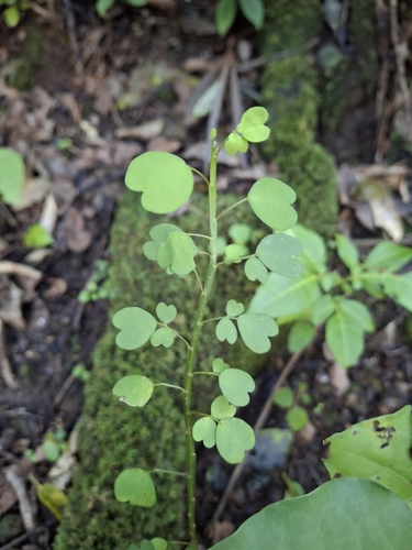 Carmichaelia australis, photograph 2