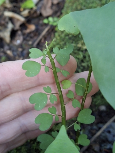 Carmichaelia australis, photograph 3